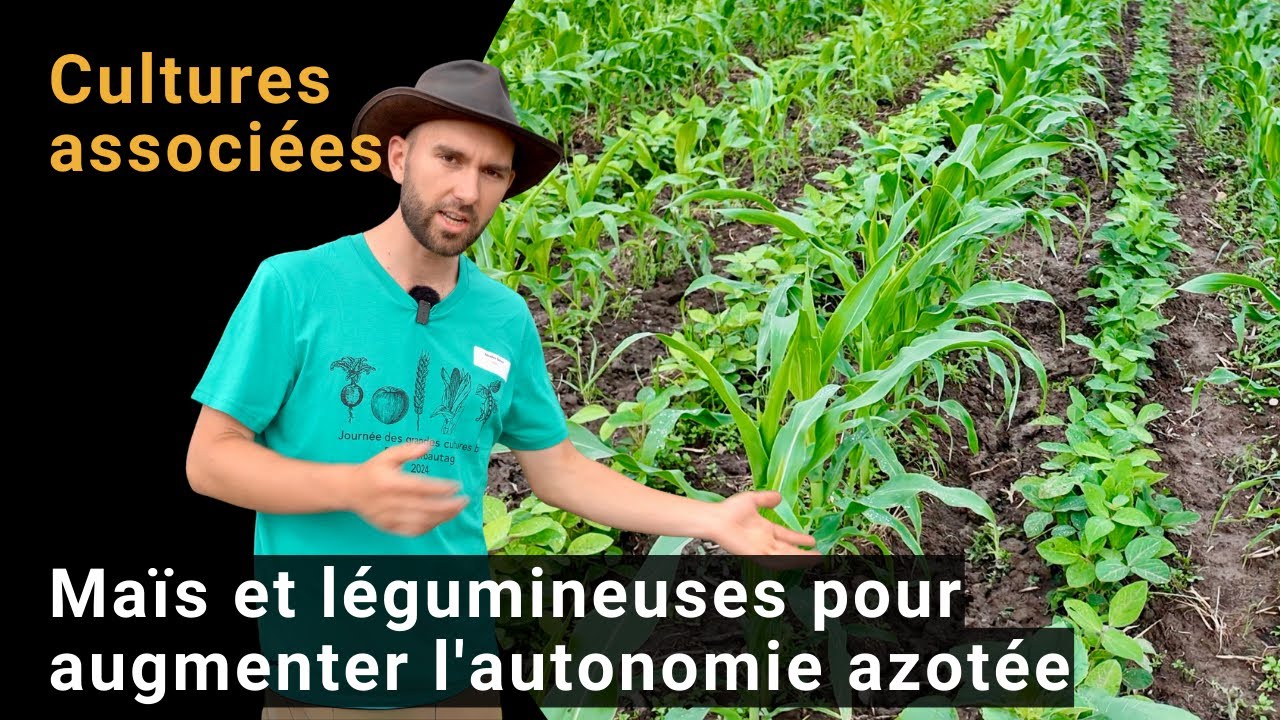 Cultures associées: Maïs et légumineuses
