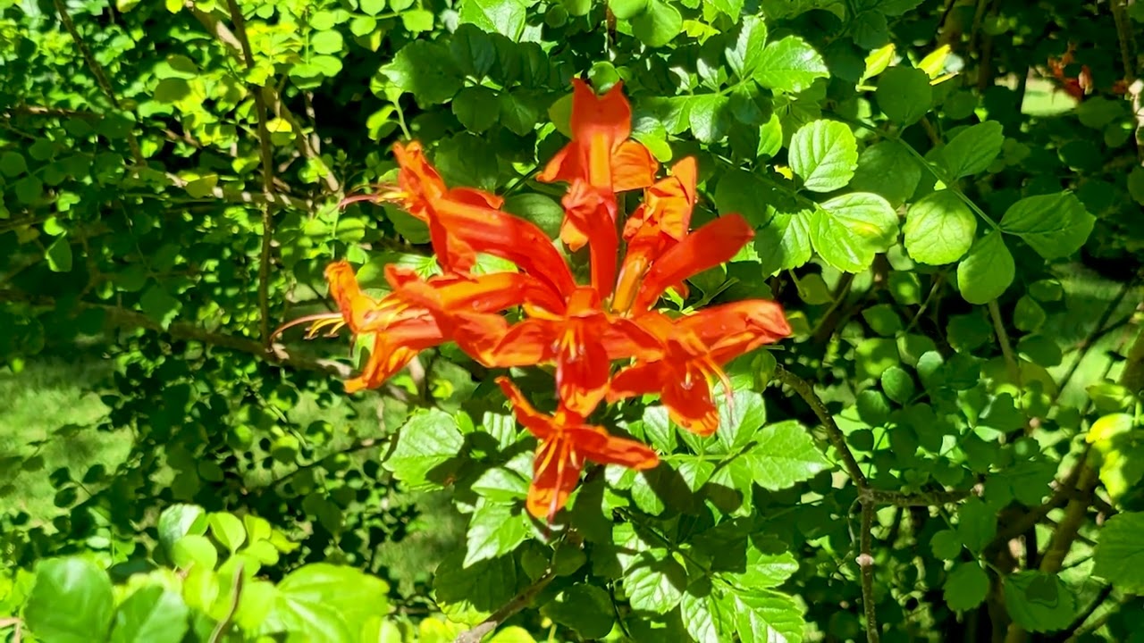 Cape Honeysuckle | Smelly FLower Guy