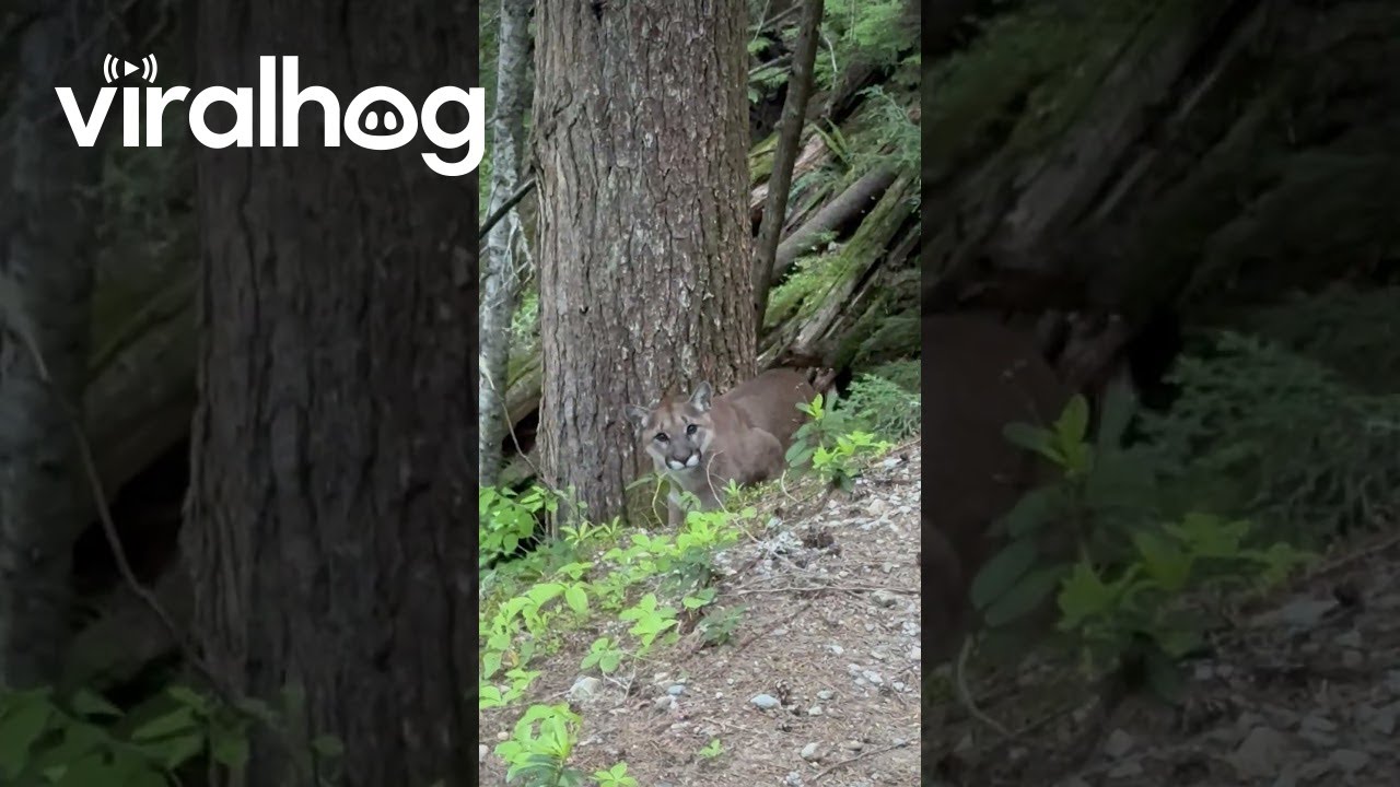 Puma obserwuje wędrowca na szlaku nad jeziorem Garibaldi || ViralHog