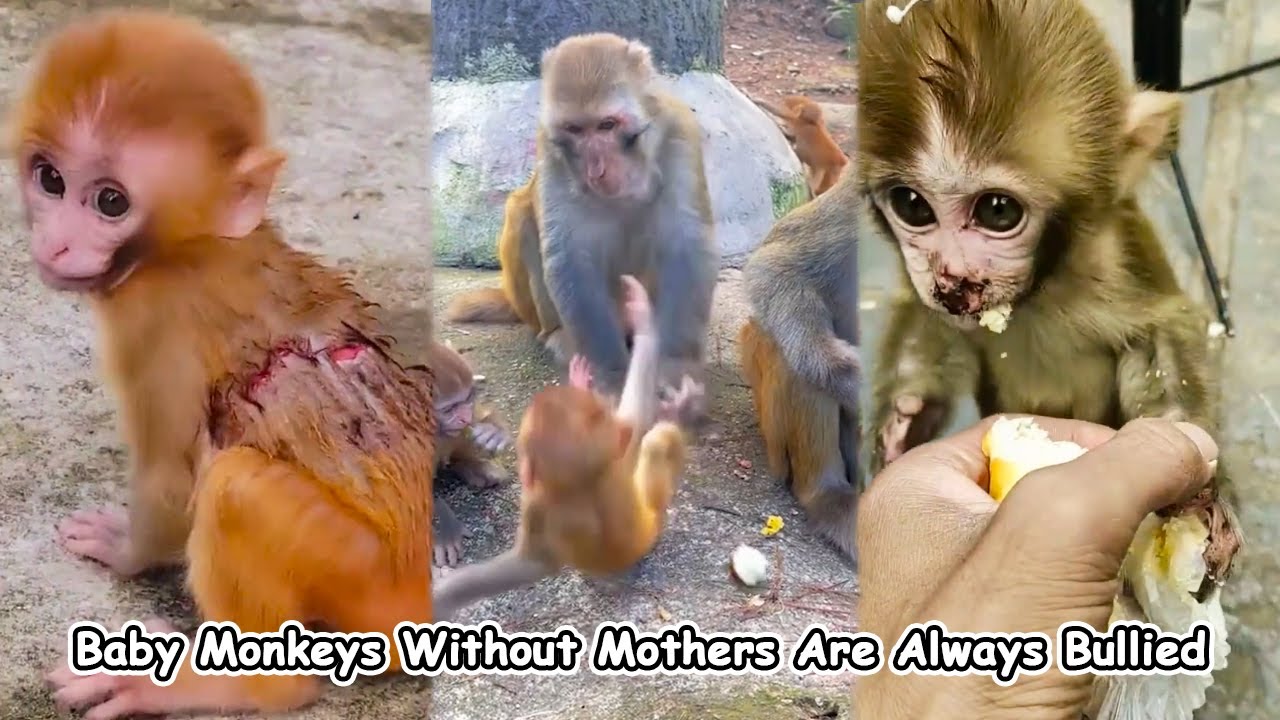 The poor little orphan monkey was always bullied and injured by the big monkey