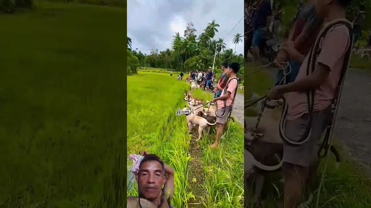 berburu bersama di tengah ilalang yang luas#berburu #babi #anjingpemburu #hutan
