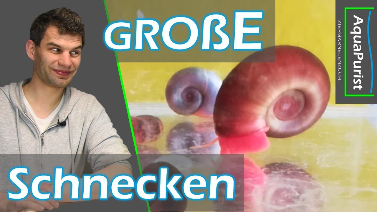 So bekommt ihr GRO&szlig;E Schnecken! Welche Rolle Futter, Temperatur und Platz spielen