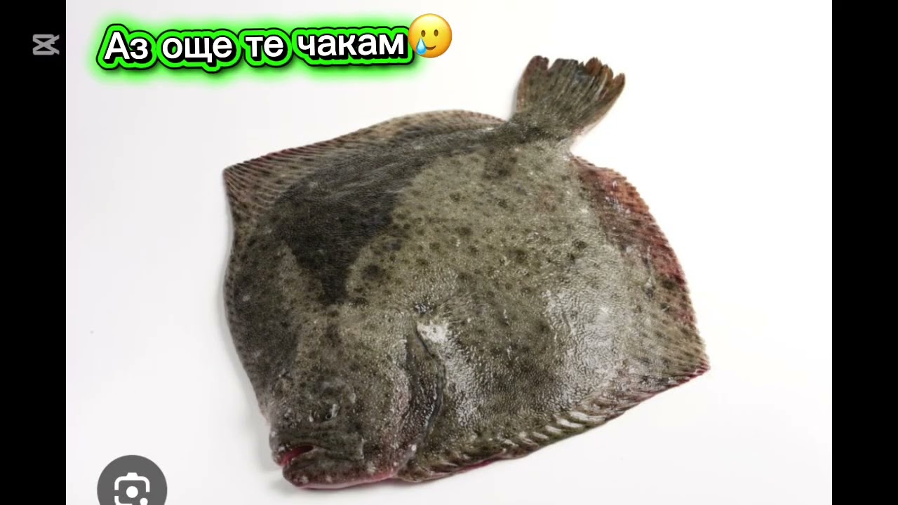 Как да направим такъм за котка/калкан по най-малумния начин😭
