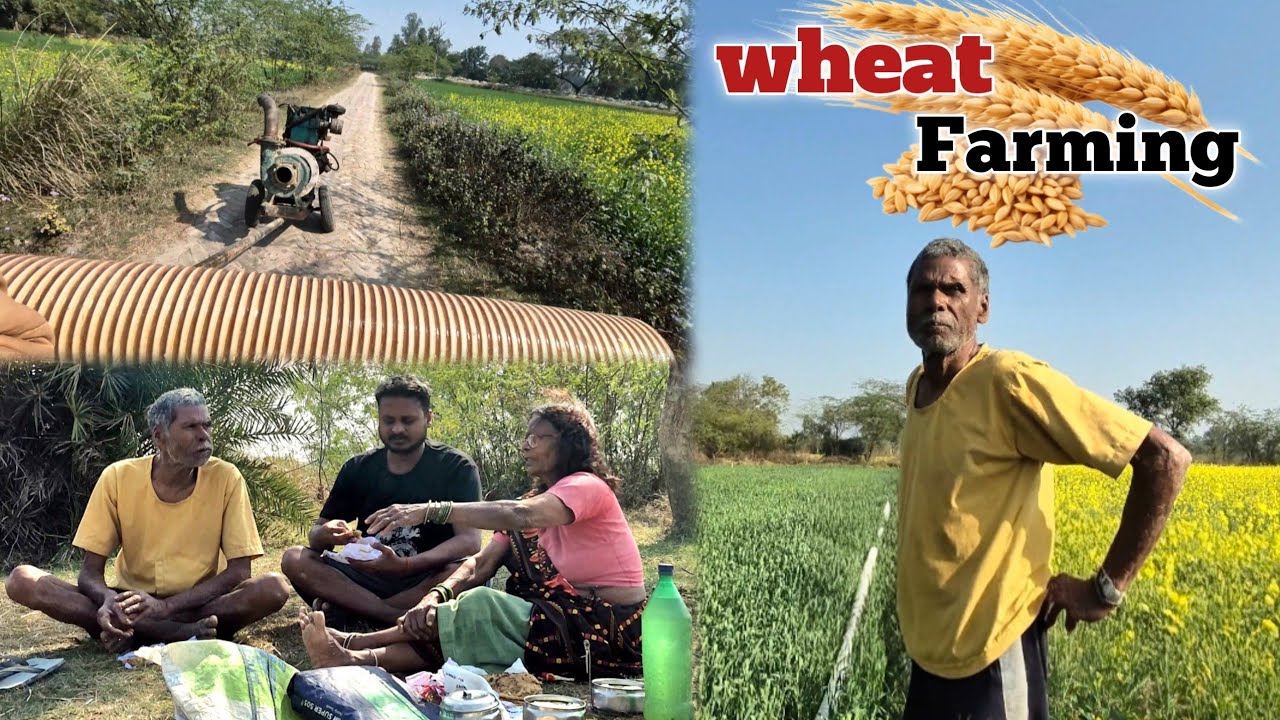 Wheat farming | गेहूं की खेती | aaj doosri sichai gehu ki suru kar di