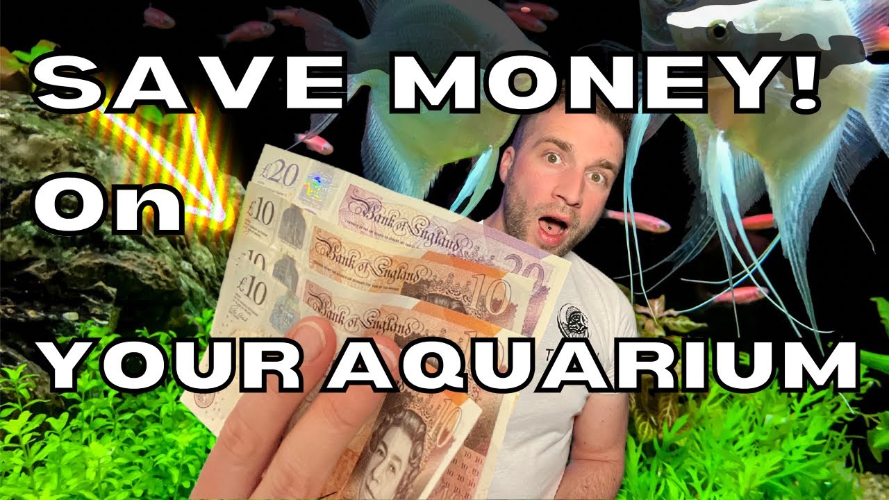 Money Saving Tips On Your Aquarium.