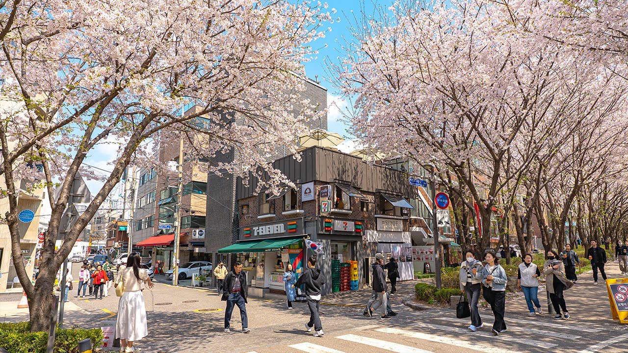 Seoul Cherry Blossoms at Gyeongui Line Forest Trail | Korea Spring Travel 4K HDR