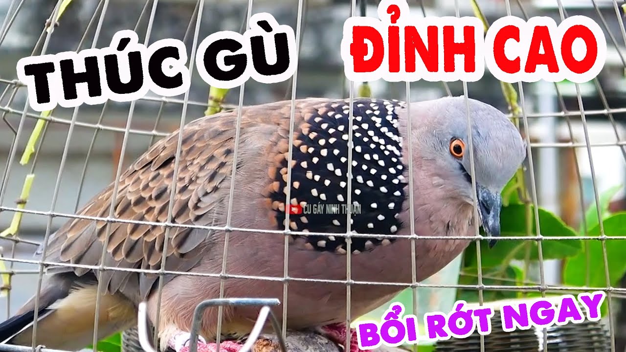 💦CHIM CU GÁY Giọng Hấp Dẫn [ THÚC GÙ ĐỈNH CAO ]Kích Bổi Nhanh Nổi.Cu Gáy.Cu Đất,Cu cườm