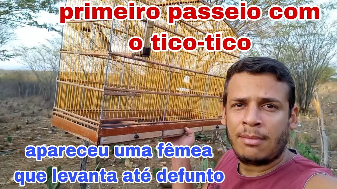 primeiro passeio com o tico-tico. apareceu uma f&ecirc;mea muito fogosa, levanta at&eacute; defunto