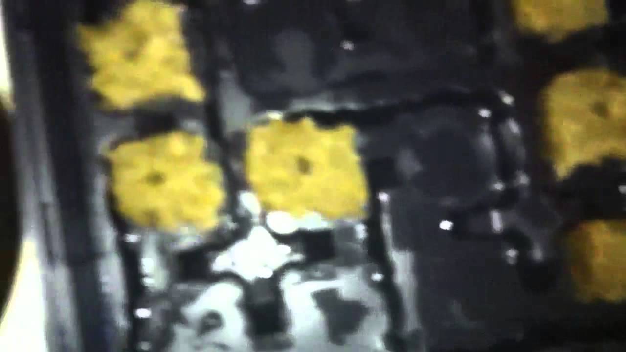 Transplanting germinated marijuana seeds to rockwool