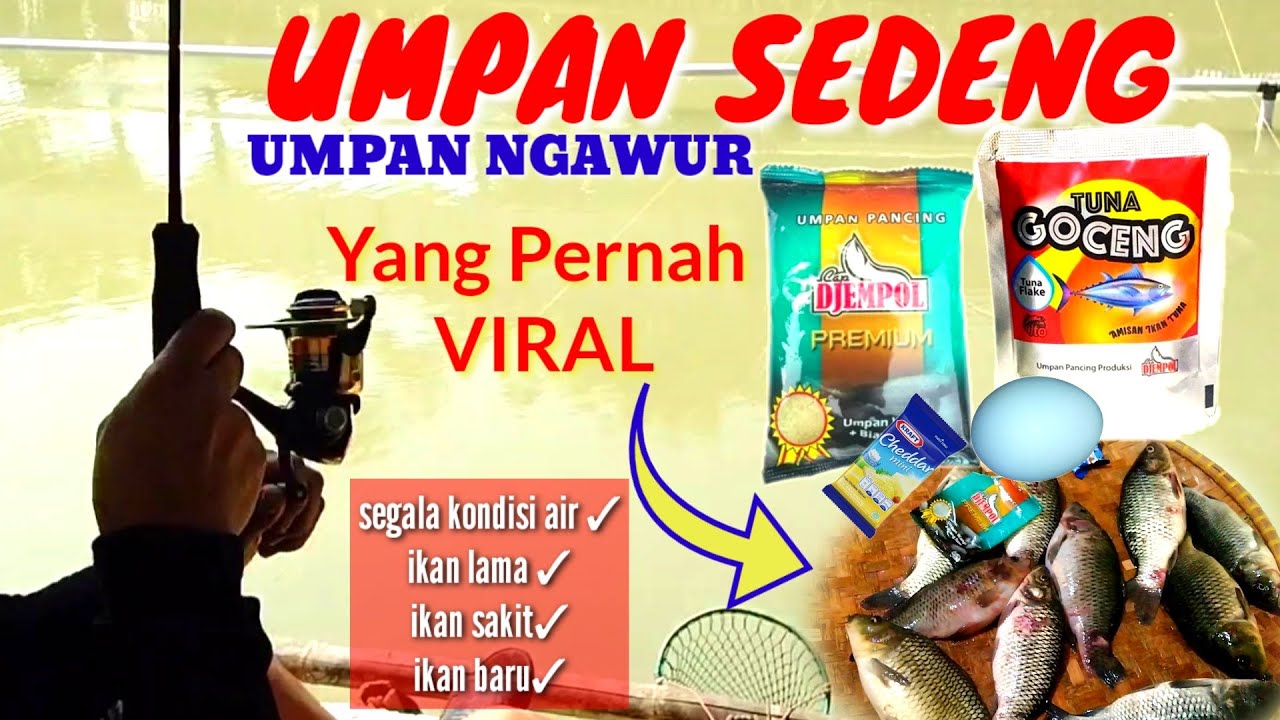 UMPAN SEDENG//UMPAN NGAWUR ALA KANG ITO//UMPAN IKAN MAS VIRAL  DI SEGALA KONDISI DAN JENIS AIR