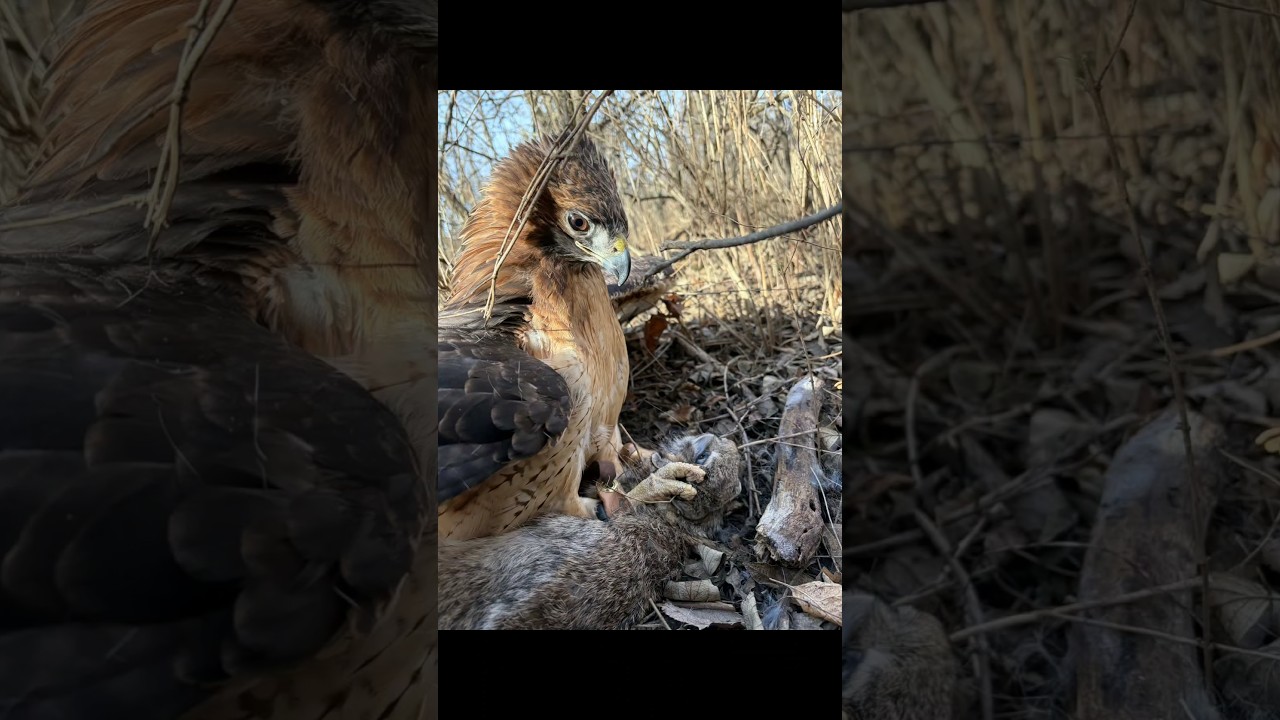Red Tail hawk catches a rabbit! 