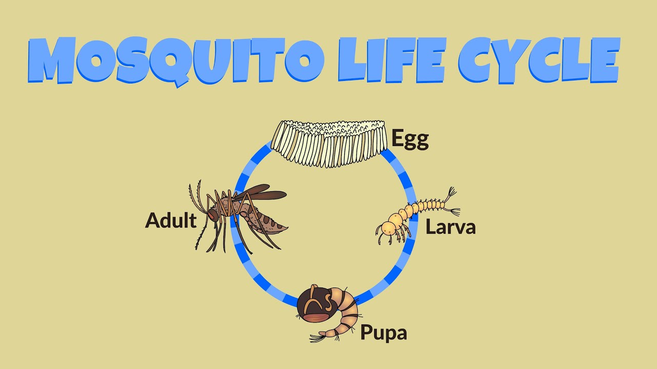 Mosquito Life Cycle - Life Cycle of a Mosquito