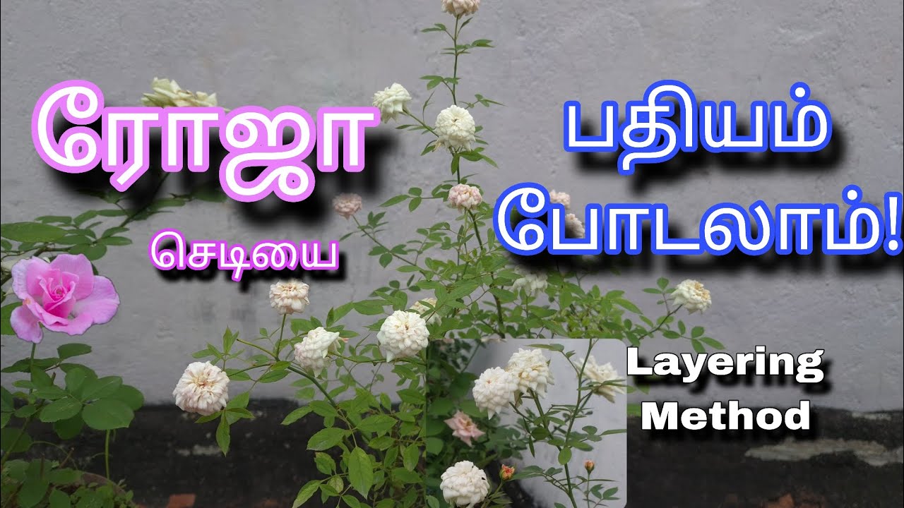 ரோஜா செடியை பதியம் போடலாம் | Layering Method | Rose 🌹 Propagation | Tamil | Gardening 