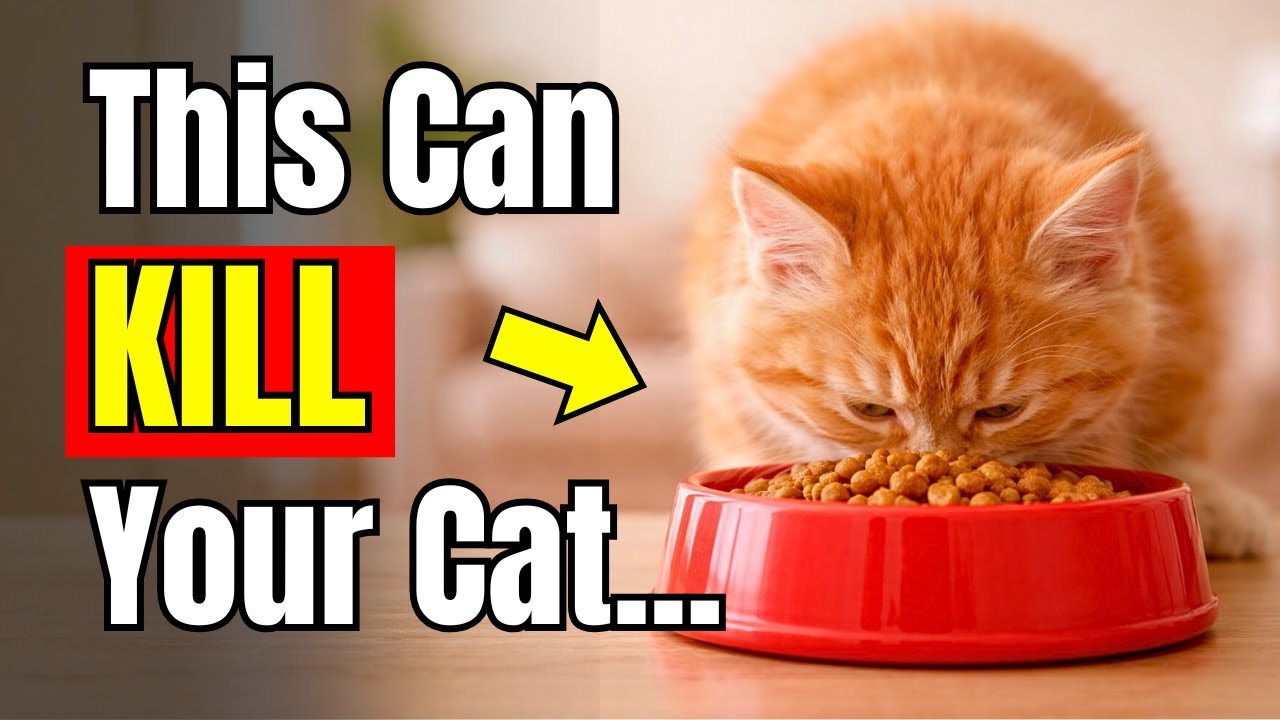 10 Most Dangerous Cat Feeding Mistakes You're Probably Doing | Cat Care Tips