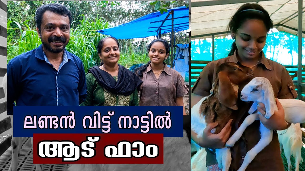 ലണ്ടൻ വിട്ട് നാട്ടിൽ ആട് ഫാം തുടങ്ങിയ ലിജോ | Lijo's Goat Farm | Vlog#81