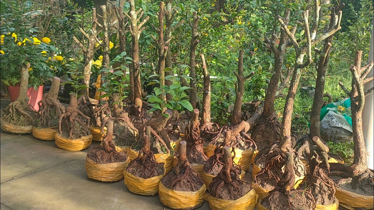 Phôi mai tứ quý ngày 19/2 liên hệ zalô 0974112414 đt 0336425620 lợi