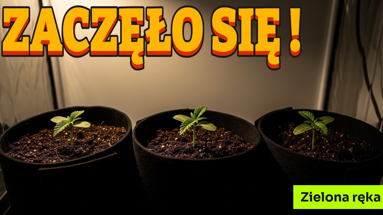 ILE ROŚLIN DO GROWBOXA ? [UPRAWA MARIHUANA INDOOR]