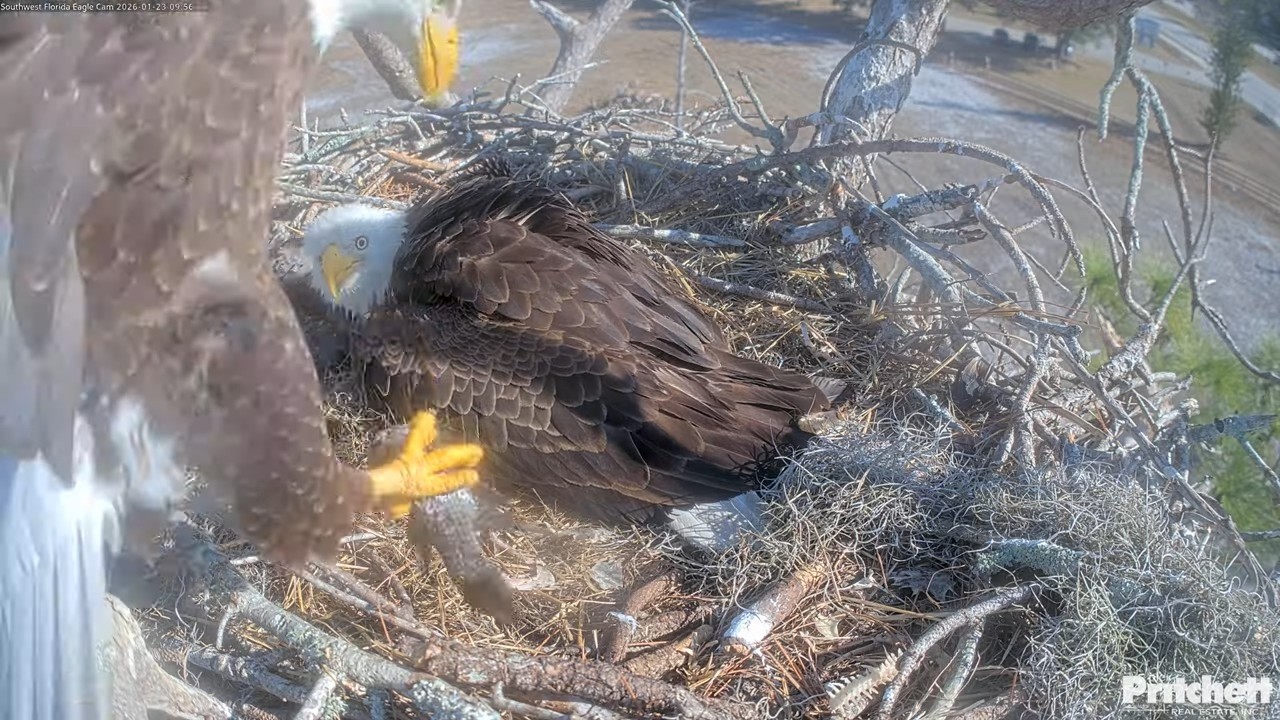SWFL. M15 delivers a partial fish. Mom feeds E26 /09:55/ 2026-01-23
