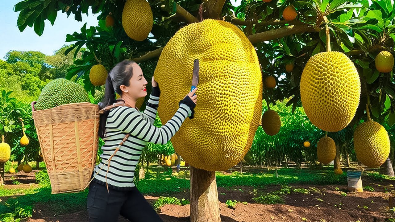 Harvesting Jackfruits, Fruits And Goes to the Market - Daily Life