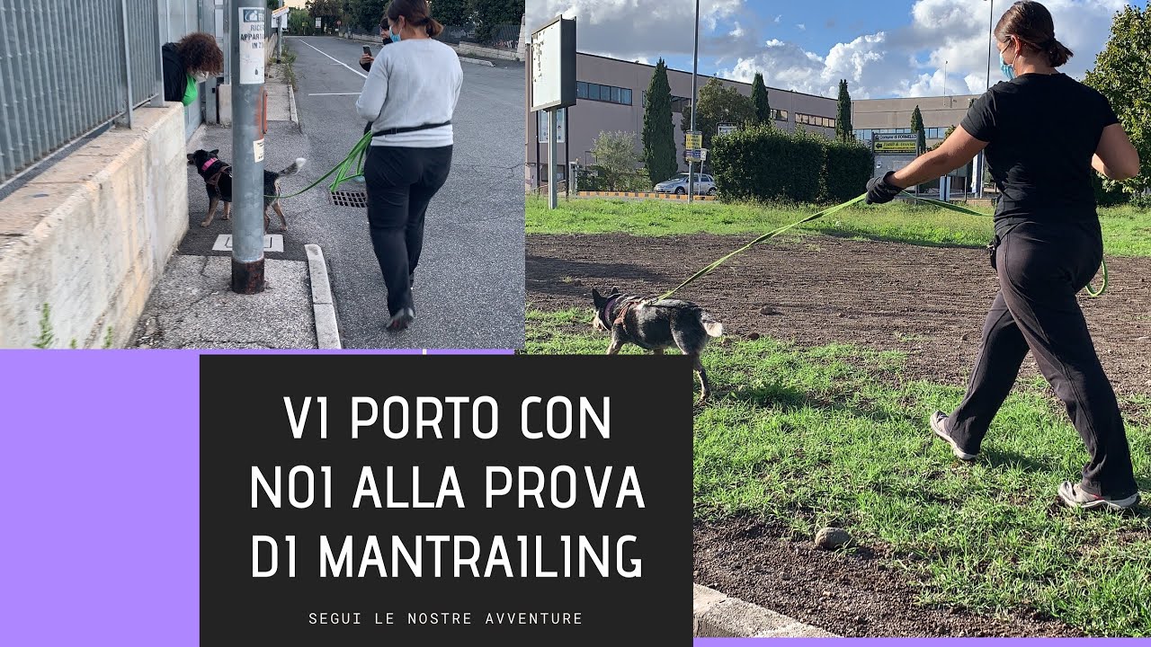 Vi porto con noi a fare una prova di Mantrailing😍🐾💕