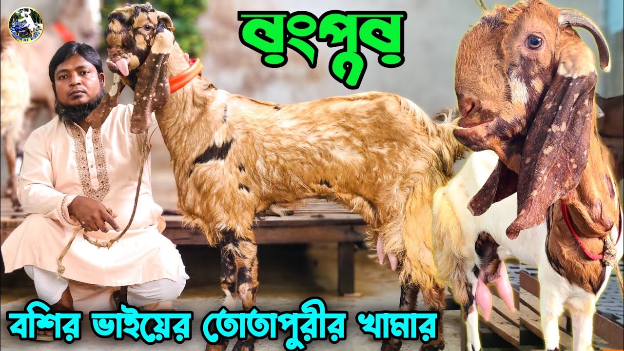 তোতাপুরীর খামার রংপুরে বসির ভাইয়ের তোতাপুরী বাচ্চা কিনন কোয়ালিটি ফুল তোতাপুরী 💥💥