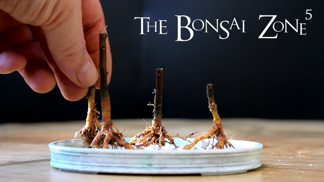 Bougainvillea Bonsai, Part 3, The Bonsai Zone, Jan 2018