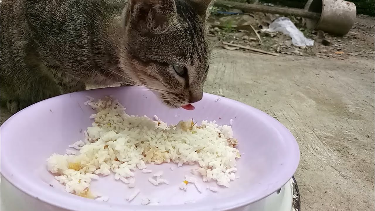 Cats eating food ASMR part 9