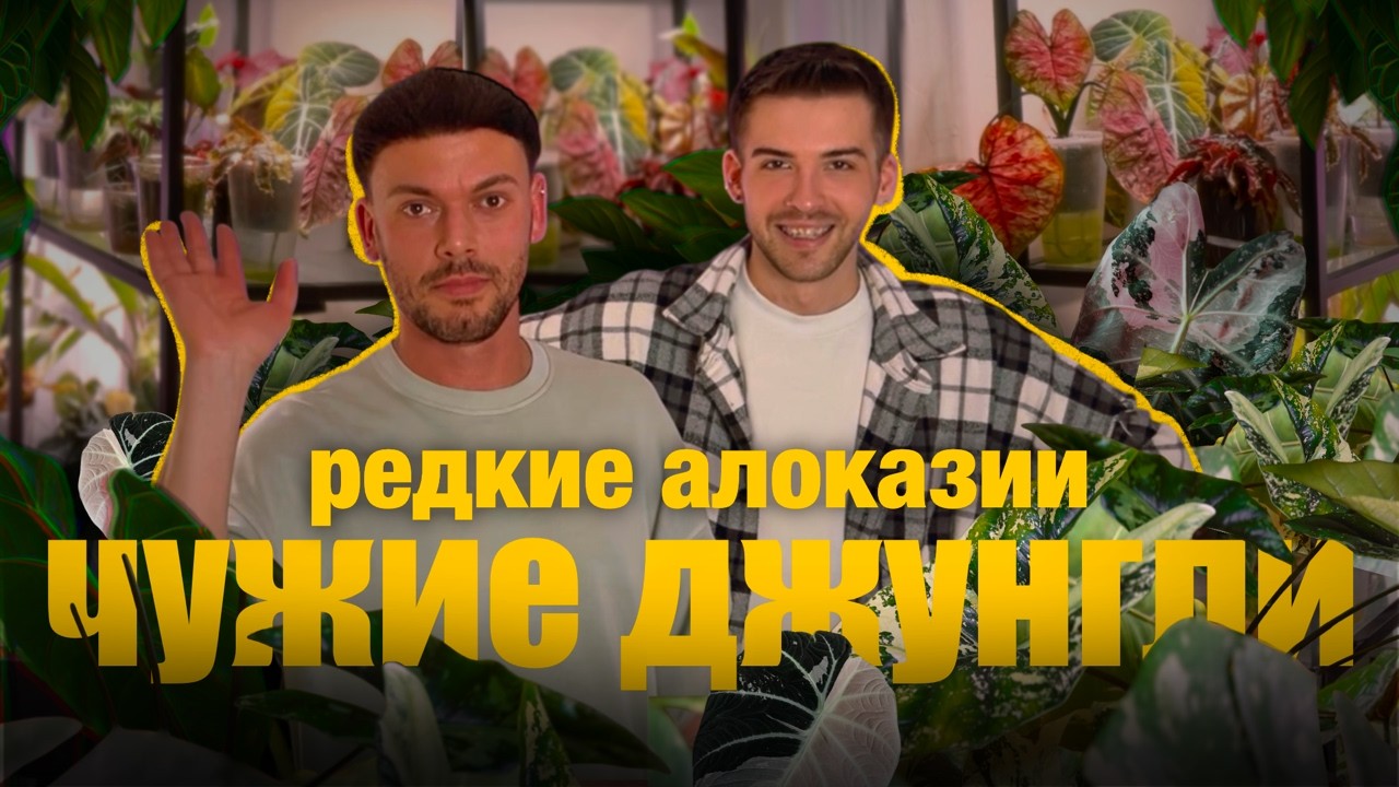 ОГРОМНАЯ коллекция ВАРИЕГАТНЫХ АЛОКАЗИЙ и ОРХИДЕЙ | В гостях у коллекционера | 