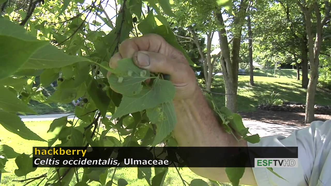 Trees with Don Leopold - hackberry
