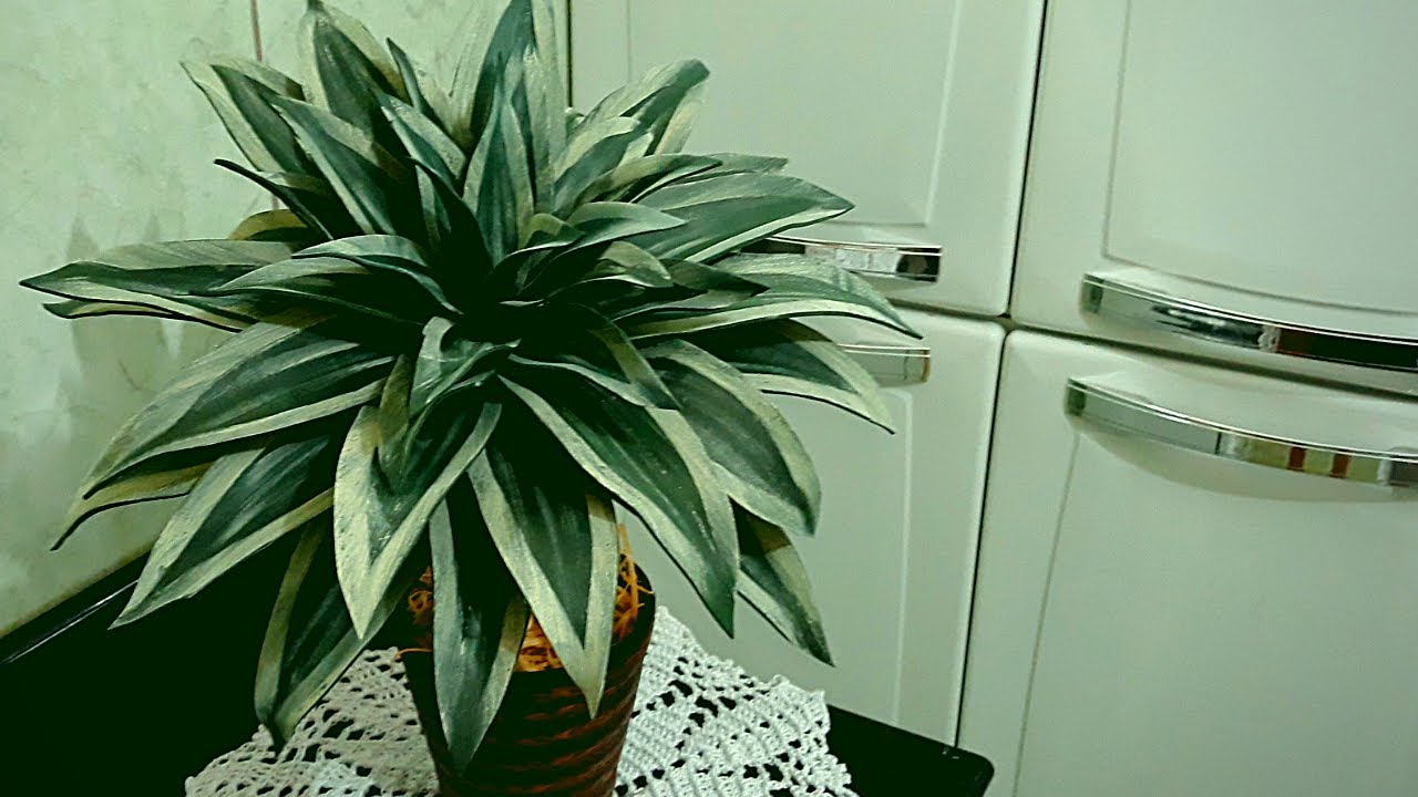 Dracena folhagem  sem frisador e sem stêncil  moldado a mão