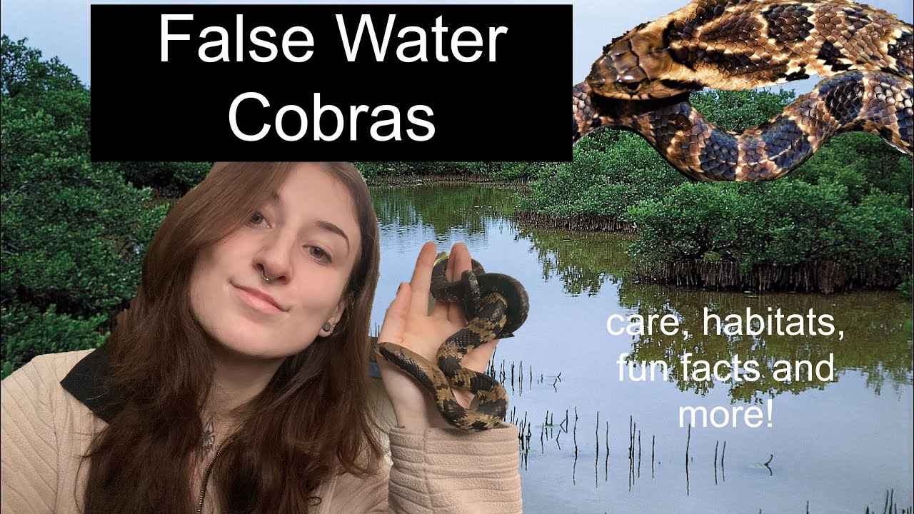 ALL about False Water Cobras!