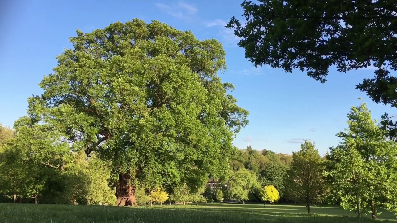15 more views of Brockwell Park