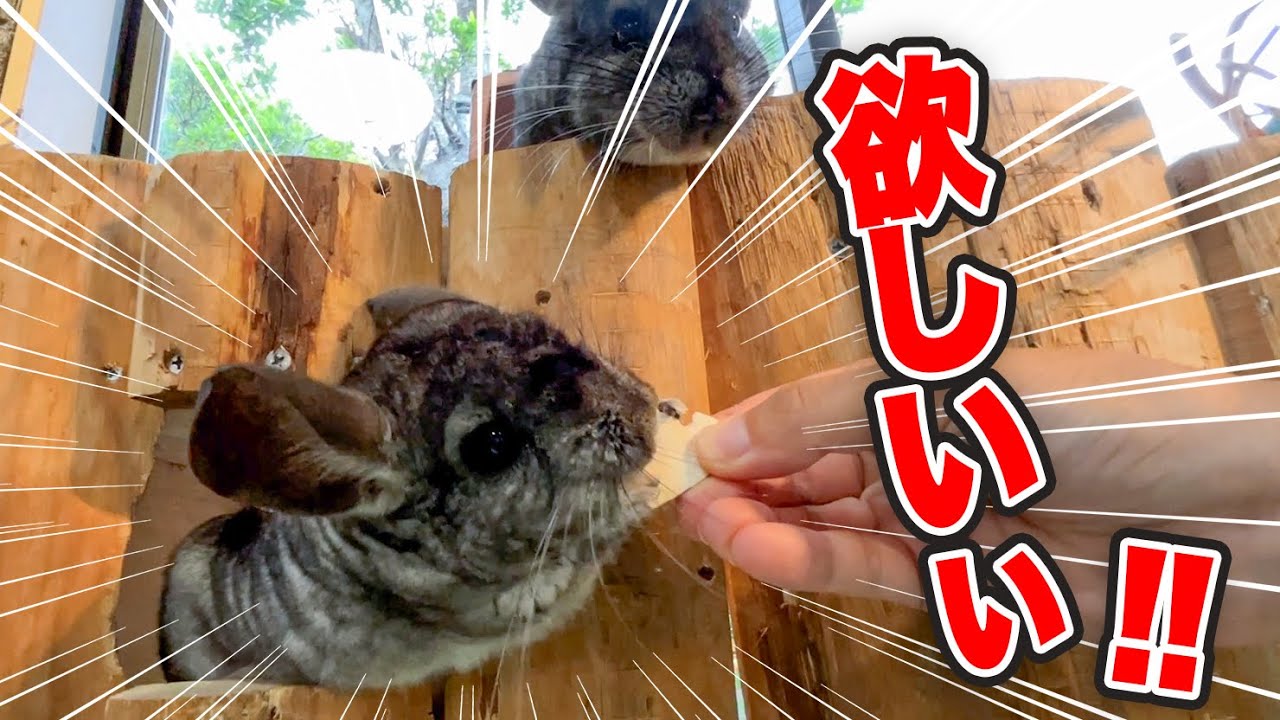 消極的なチンチラに大好物をあげたら身を乗り出すほど超積極的になったw