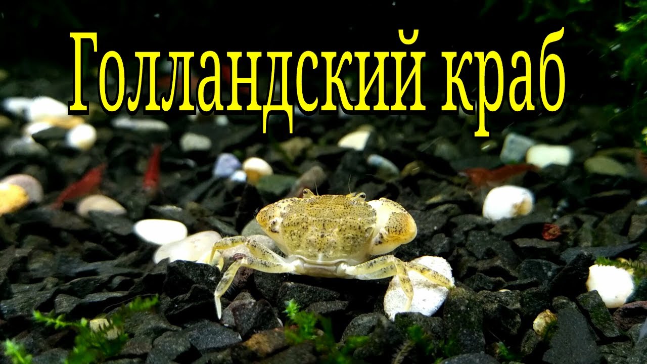 Краб Голландский в аквариуме / Crab Dutch
