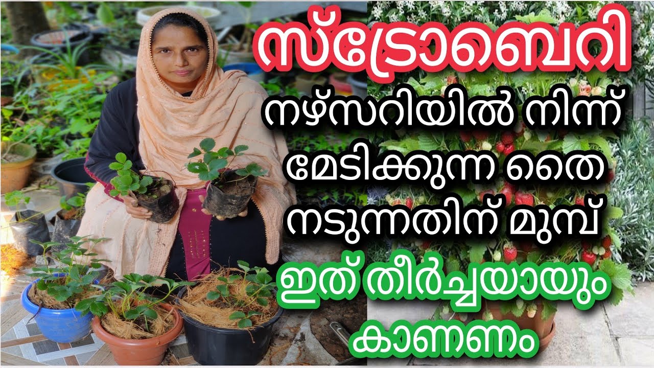 Strawberry തൈ നടുമ്പോൾ ശ്രദ്ധിക്കേണ്ട കാര്യങ്ങൾ | Strawberry Farming in Malayalam | സ്ട്രോബെറി കൃഷി