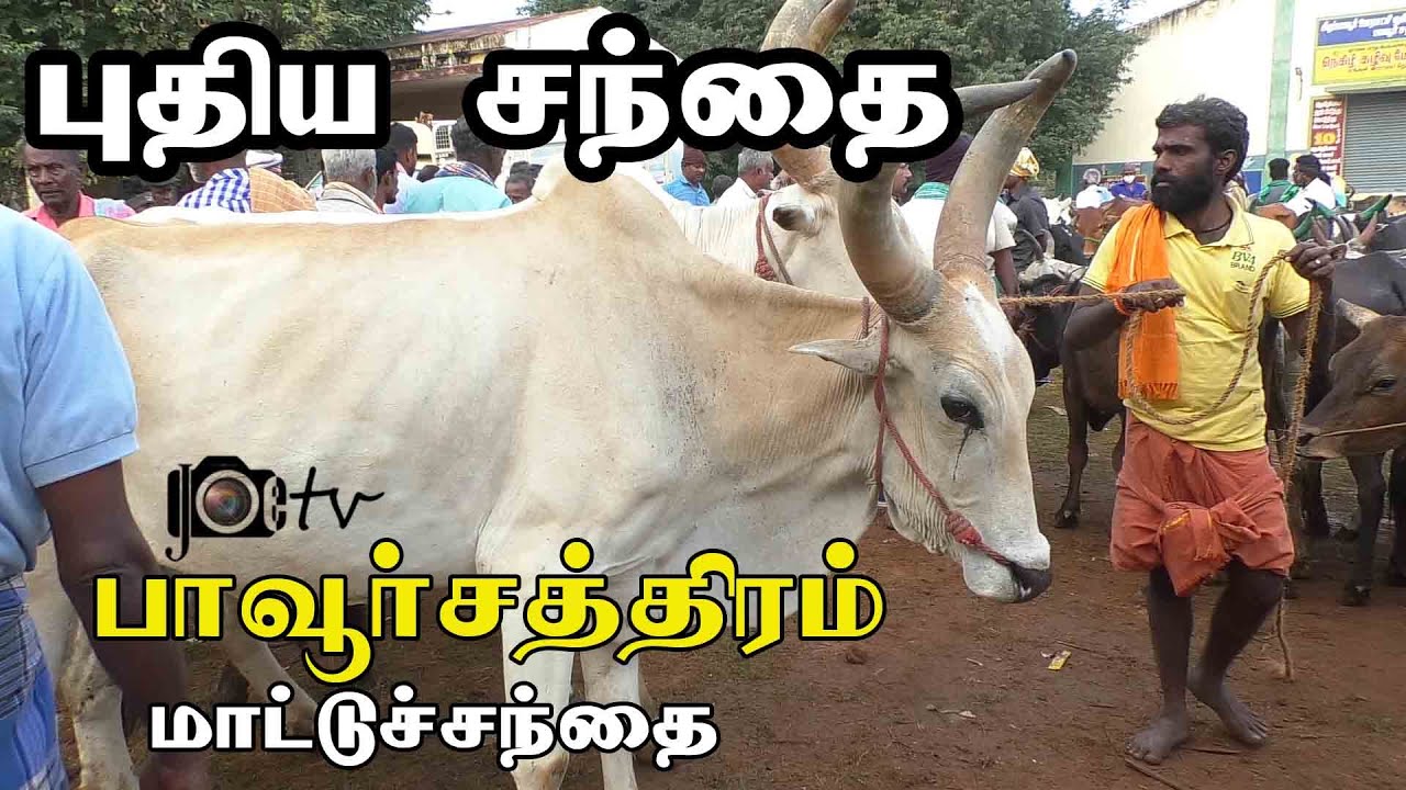 pavoorchatram mattu santhai | பாவூர்சத்திரம் மாட்டுசந்தை