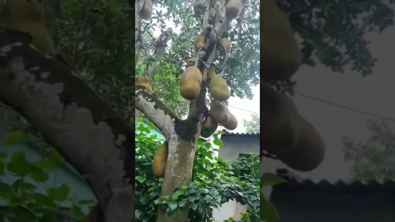 কে কে দেখেছেন এমন কাঁঠাল গাছ #banglarmukh #villagelife #shortfeed #original #villagemorning