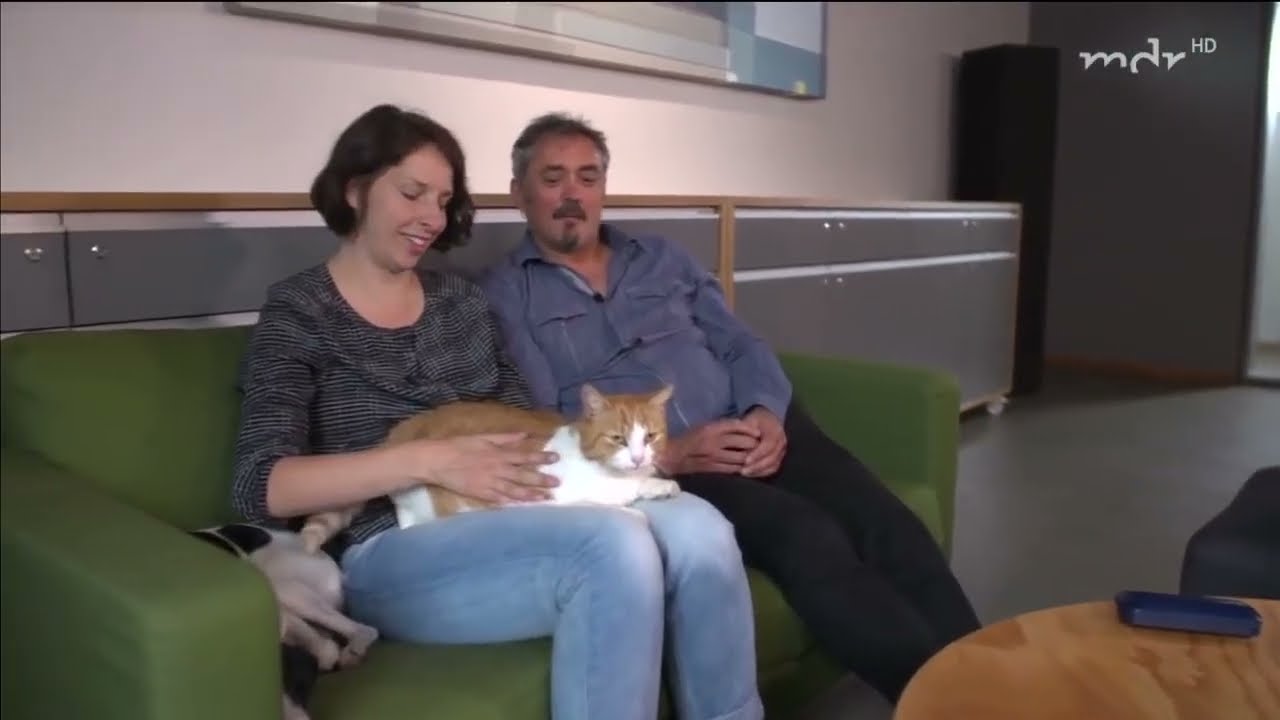 Wilde Miezen - Katzen allein unterwegs / MDR Doku deutsch