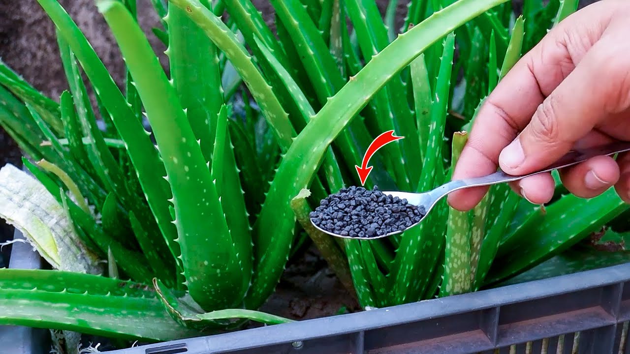 Natural Fertilizer I Used to Aloe vera to Grow Faster | How To Grow Aloe Vera Plant Growing