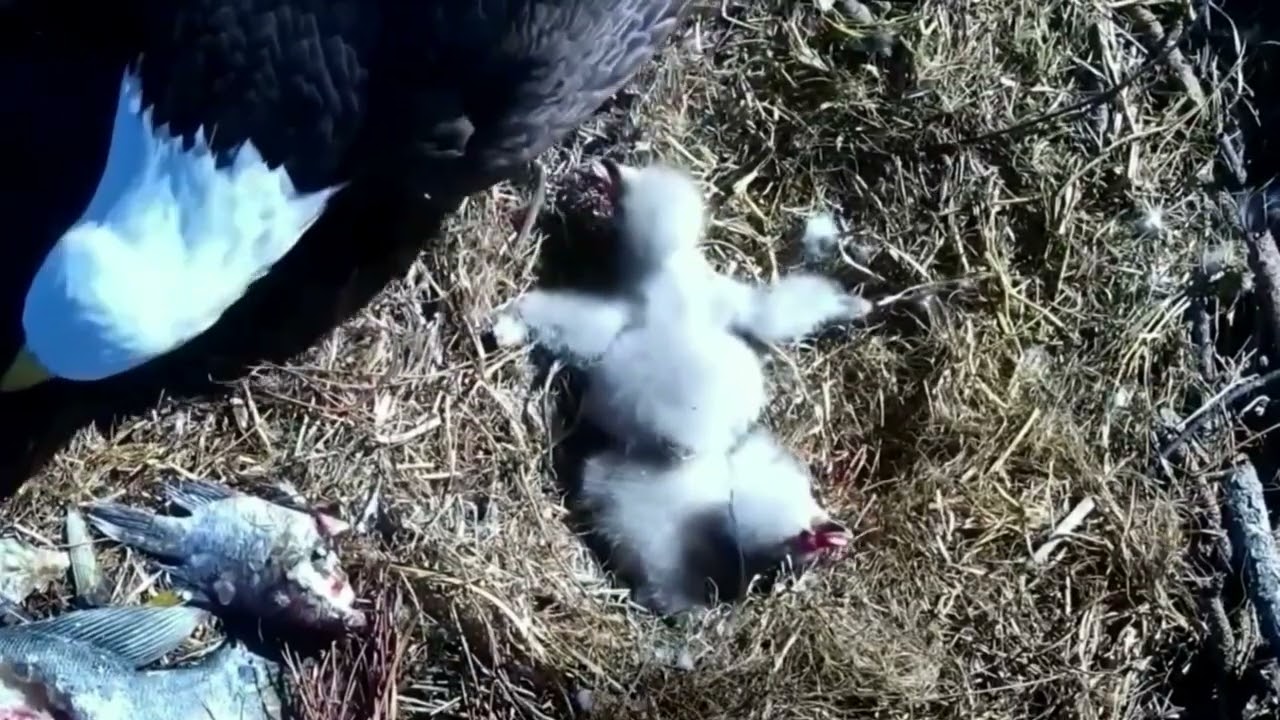 P1- Review mother birds brings food to feed her babies in their nest | baby birds life #birdslover