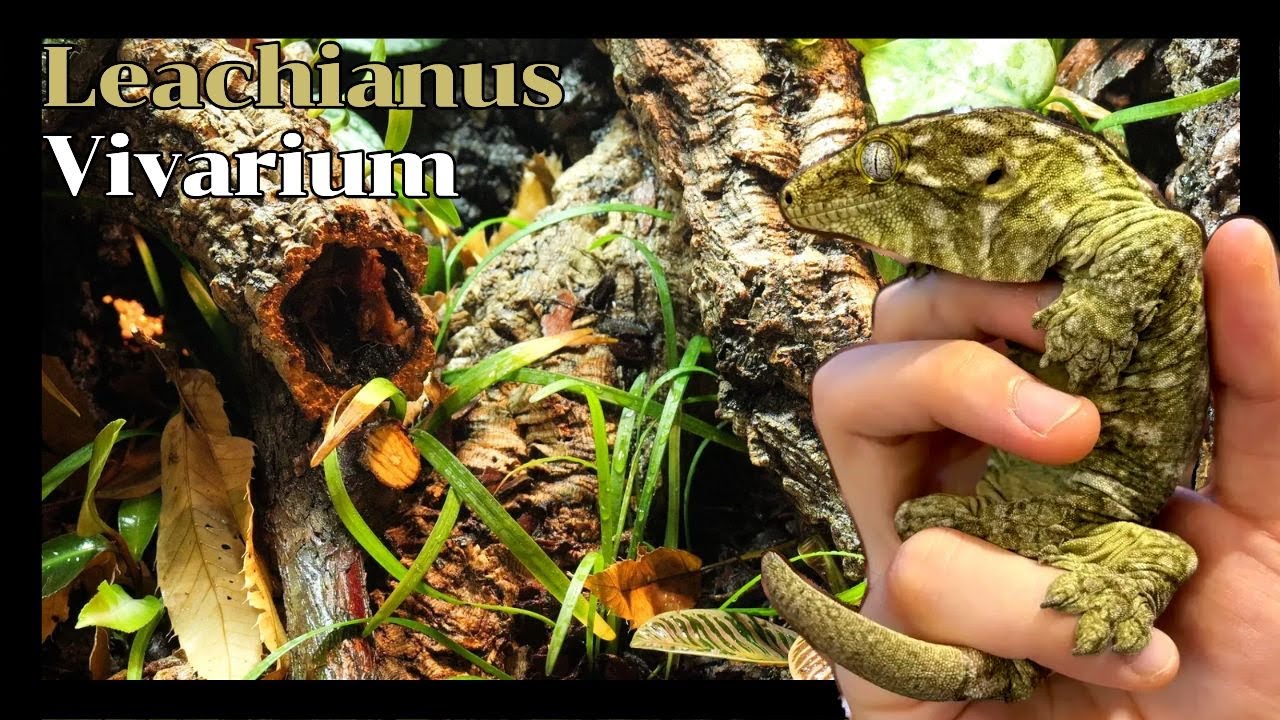 How to make Leachianus bioactive Vivariumㅣ리키에너스 비바리움 만들기 [4K]