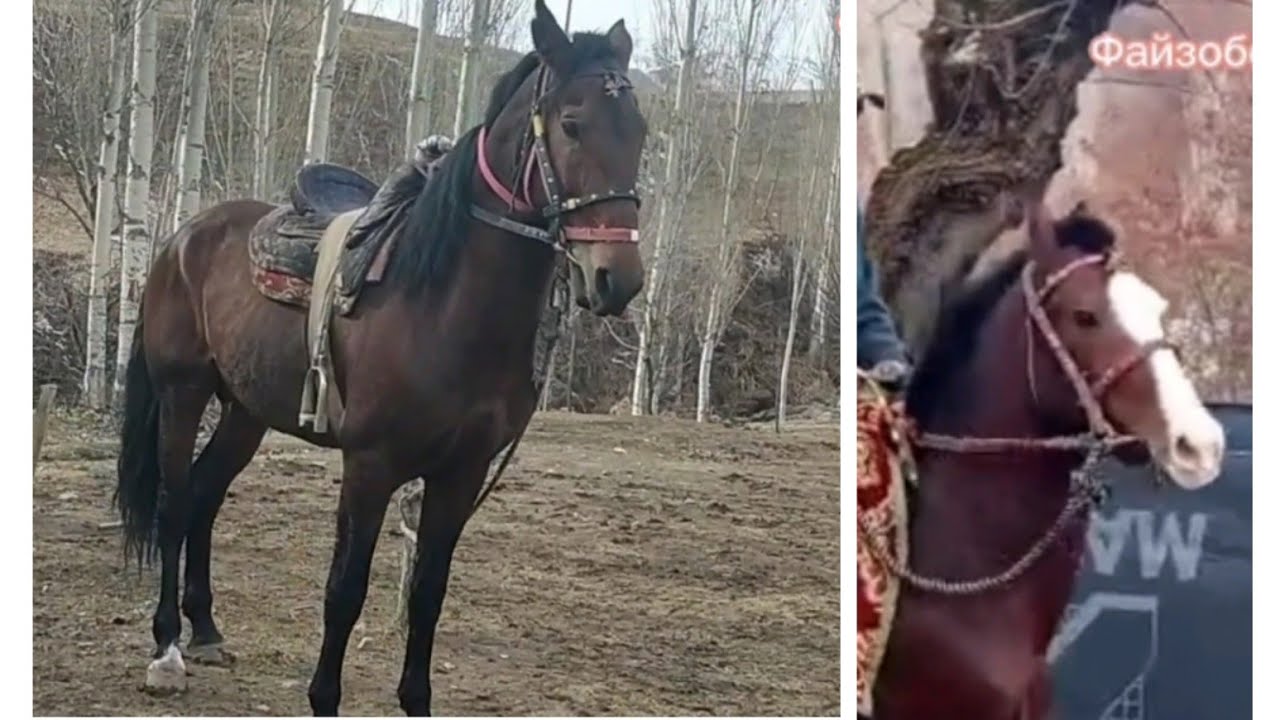 Срочно 3 Аспи фуруши  +79964350747 Вад 777123112