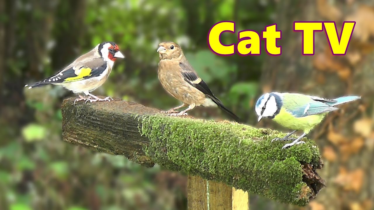 Cat TV ~ Birds on The Mossy Perch ⭐ 8 HOURS ⭐