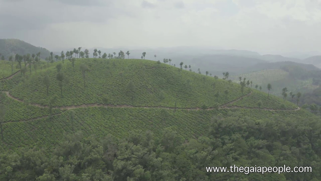 Aerial Footage - Tea Plantations in the Western Ghats