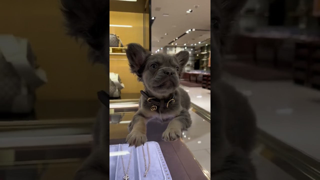 what a 20k dog looks like #fluffy #frenchie #puppy #cute #luxury #exotic