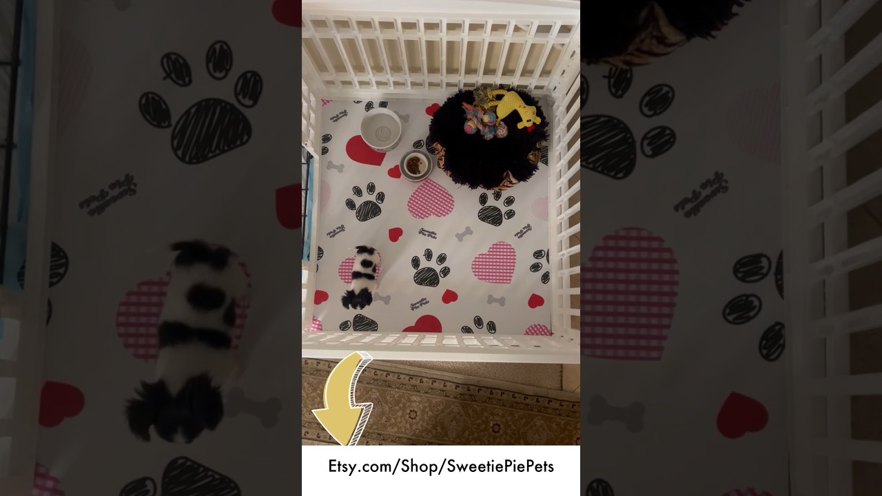BEST CRATE SETUP FOR A CHIHUAHUA! #sweetiepiepets #chihuahuapuppy #puppy #cratetraining #dogcrate