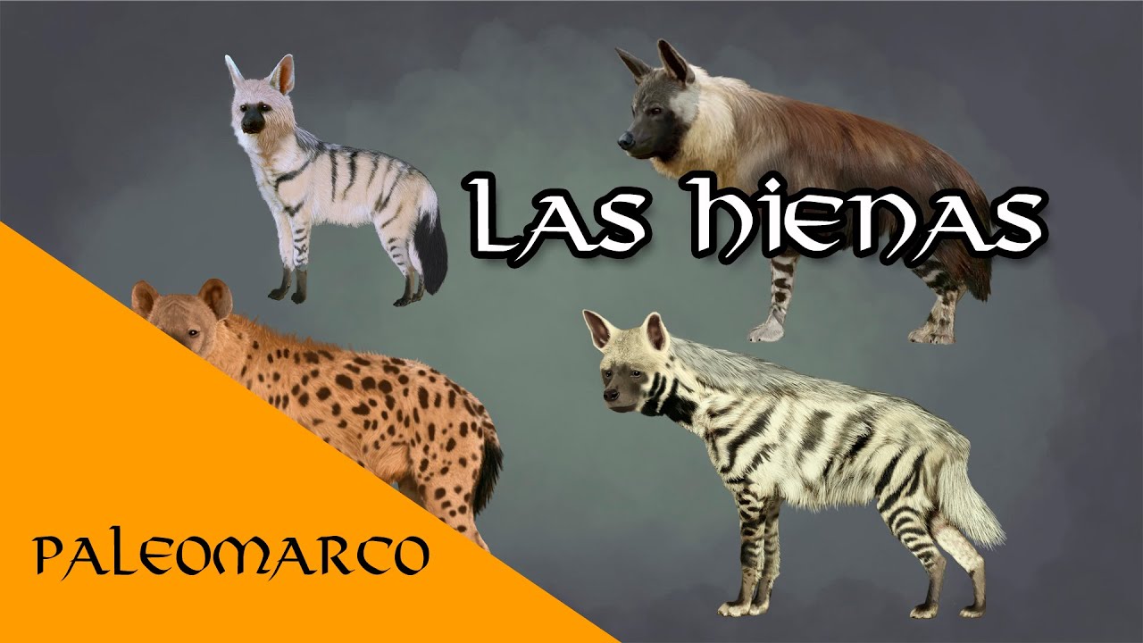 LAS HIENAS (HYAENIDAE)