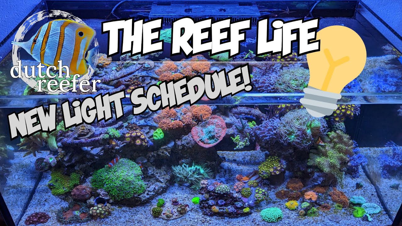 THE REEF LIFE with a new Light Schedule