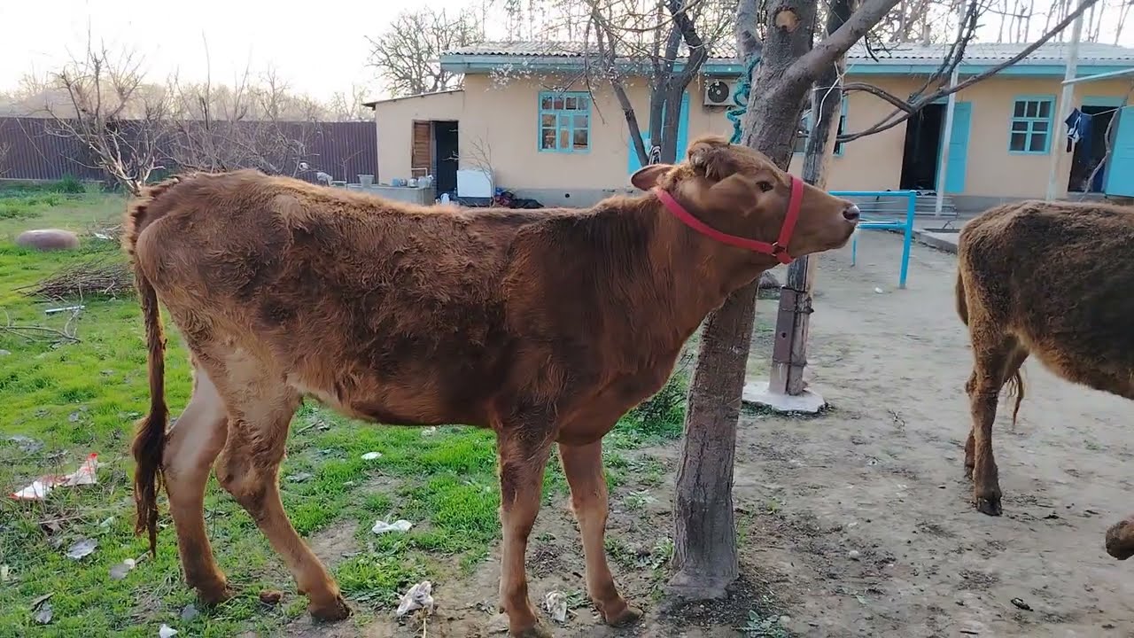 ☎️008225021📞ДУ САР ГУНОЧИНИ ФУРУШИ БАРОЕ МОЛКАРДАН 