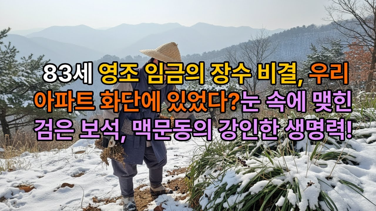 83세 영조 임금의 장수 비결, 우리 아파트 화단에 있었다?! / 눈 속에 맺힌 검은 보석, 맥문동의 강인한 생명력